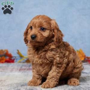 Riley, Cavapoo Puppy